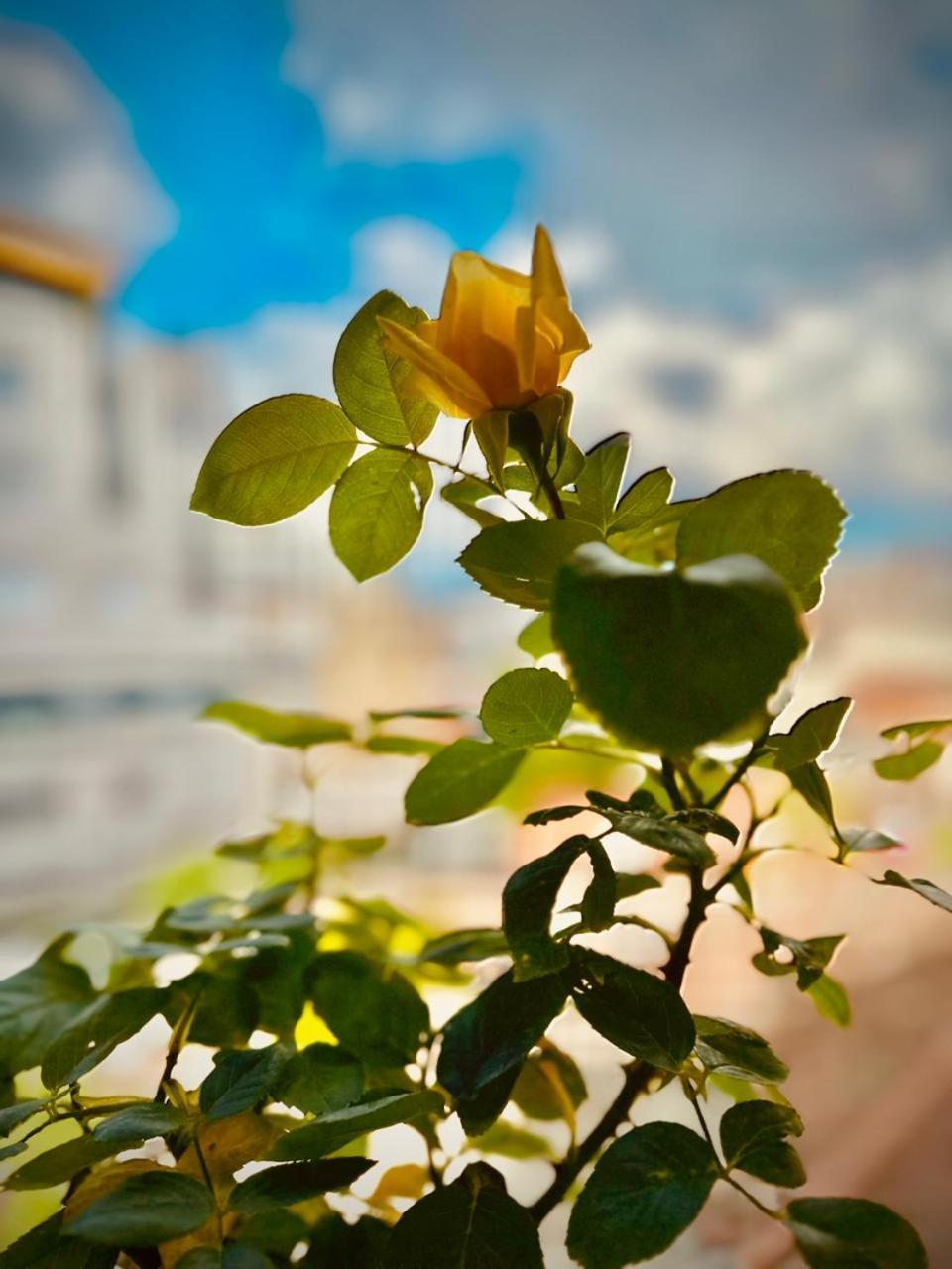 La Piccola Bellezza Tirana